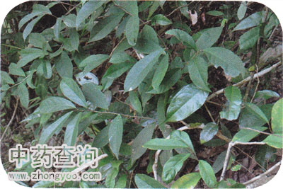 光葉丁公藤原植物