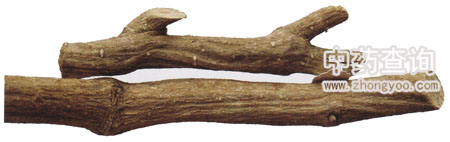 光葉丁公藤藥材