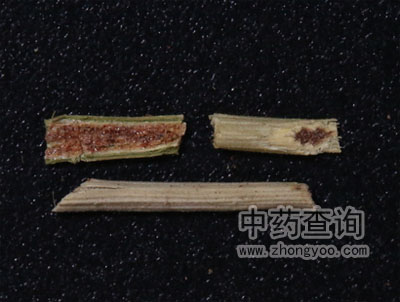 麻黃飲片細節(jié)