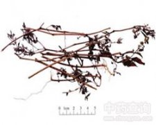 ���w�P(y��ng)��