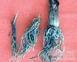 ޼�J�Ĺ�Ч�c����