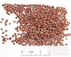 �����ӵĹ�Ч�c����