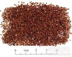 �˽z�ӵĹ�Ч�c����