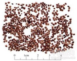 ���w�ӵĹ�Ч�c����