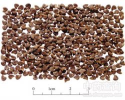 �����ӵĹ�Ч�c����