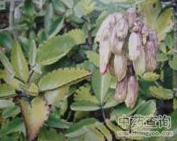 ��������DƬ