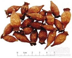 ����ӵĹ�Ч�c����