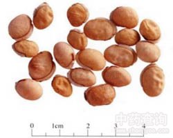 �ױⶹ�Ĺ�Ч�c����