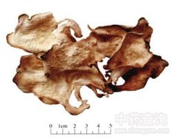 ���ֵĹ�Ч�c����