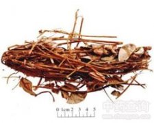 �V���X��