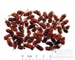 ɣ驵Ĺ�Ч�c����