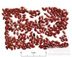 �����ӵĹ�Ч�c����