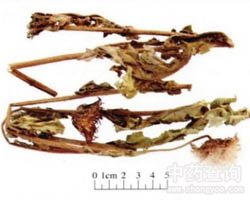 ���E�Ĺ�Ч�c����