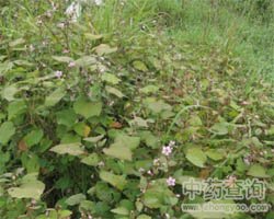 ���һ��DƬ