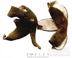 ���ټt�Ĺ�Ч�c����