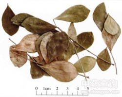 ������Ĺ�Ч�c����