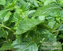 ��ˎ���۲݈DƬ