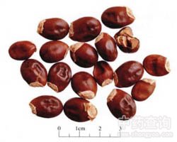 ��֦�˵Ĺ�Ч�c����