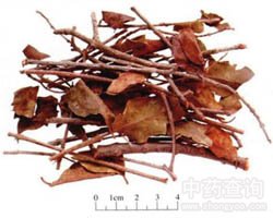 ɣ�����Ĺ�Ч�c����