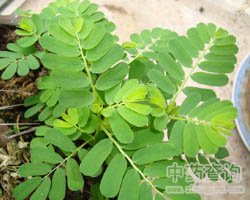 ��ˎ�~����DƬ