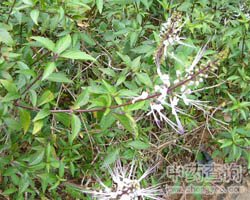 ��ˎ�I��DƬ