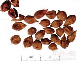 ���ǵĹ�Ч�c����