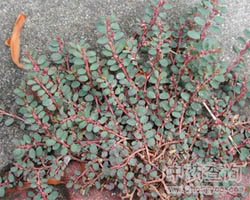 ��ˎС�w�P(y��ng)�݈DƬ