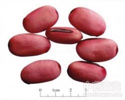 �����Ĺ�Ч�c����