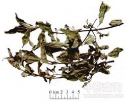 ���ɵĹ�Ч�c����