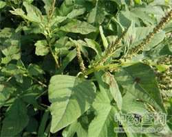 ��ˎ���{�ˈDƬ