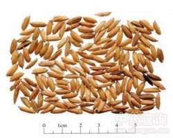 ��ˎ��ѿ�Ĺ�Ч�c����