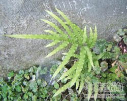 ��ˎ�Pβ�݈DƬ