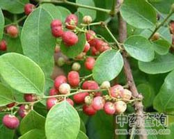 ��ˎ�t�~�ۈDƬ