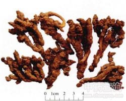 �S�B�Ĺ�Ч�c����