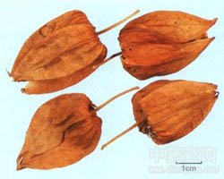 �\���\�Ĺ�Ч�c����