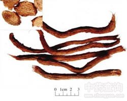 ǧ�꽡�Ĺ�Ч�c����