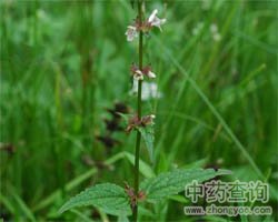 ��ˎˮ����DƬ