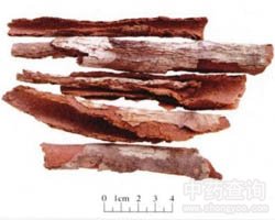 �ؗ�Ƥ�Ĺ�Ч�c����