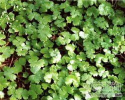 ���ݴ�Ĺ�Ч�c����