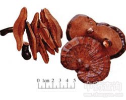 �`֥�Ĺ�Ч�c����