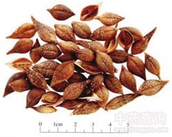 �B�N�Ĺ�Ч�c����