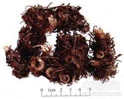 ����Ĺ�Ч�c����