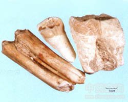 ��ˎ���X�DƬ