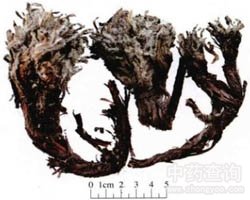 �ϲݵĹ�Ч�c����