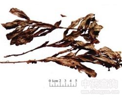 С�E�Ĺ�Ч�c����