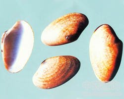 ���򚤵Ĺ�Ч�c����