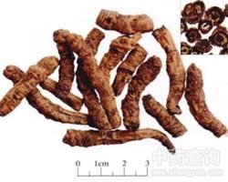 ���S�B�Ĺ�Ч�c����