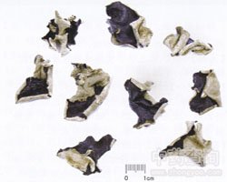 ��ˎ��ľ���Ĺ�Ч�c����