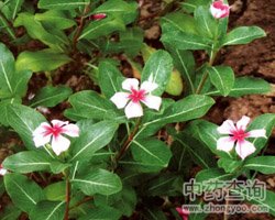 �L�����Ĺ�Ч�c����