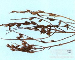 ������ū�Ĺ�Ч�c����